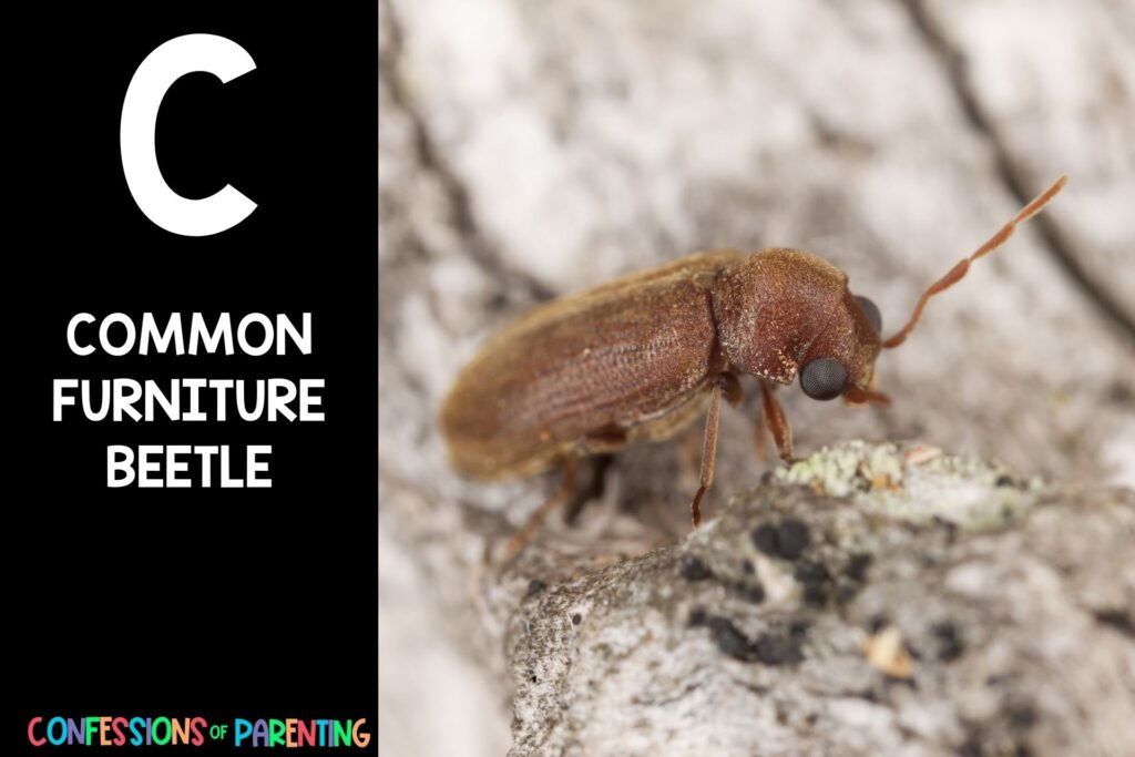 in post image with black background, bold letter C, name of an animal that starts with C and image of a common furniture beetle