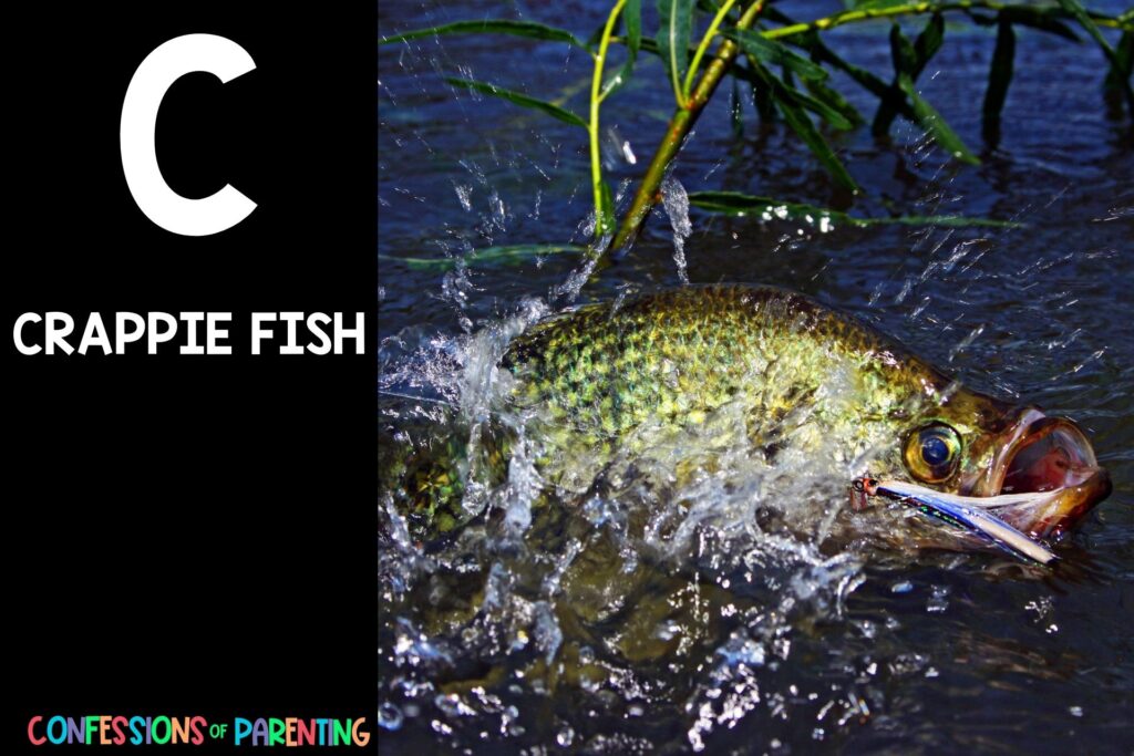 in post image with black background, bold letter C, name of an animal that starts with C and image of a crappie fish