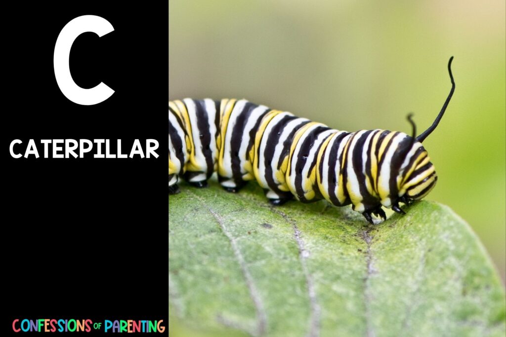 in post image with black background, bold letter C, name of an animal that starts with C and image of a caterpillar