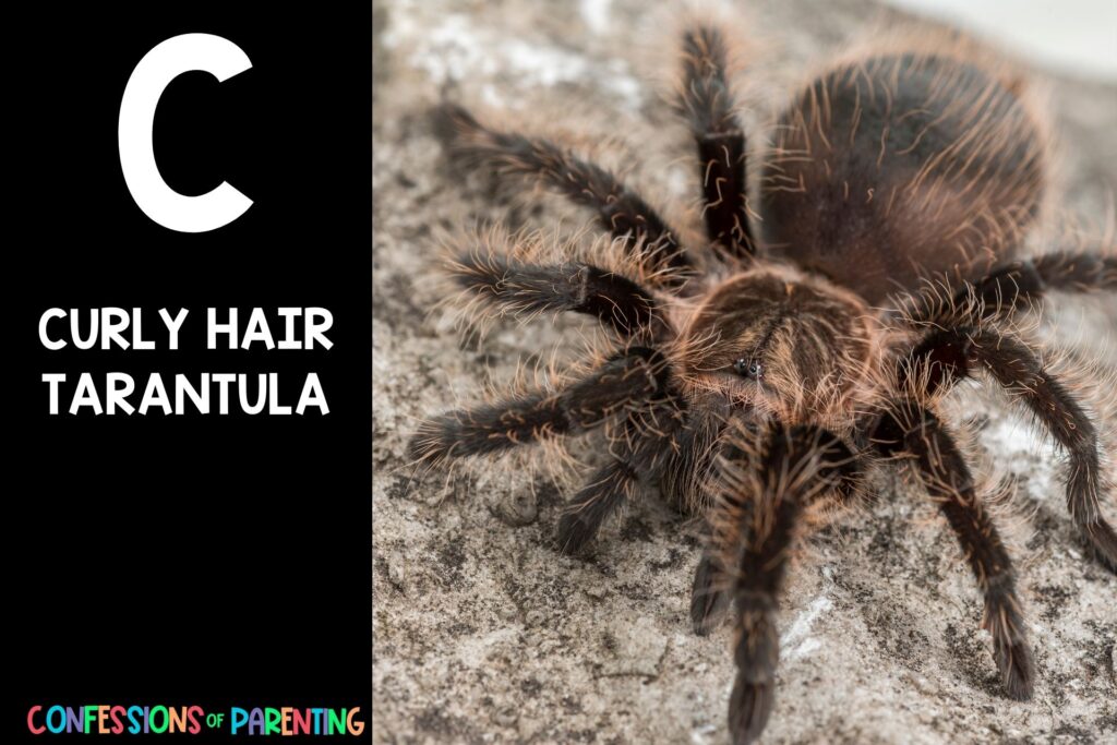 in post image with black background, bold letter C, name of an animal that starts with C and image of a curly hair tarantula