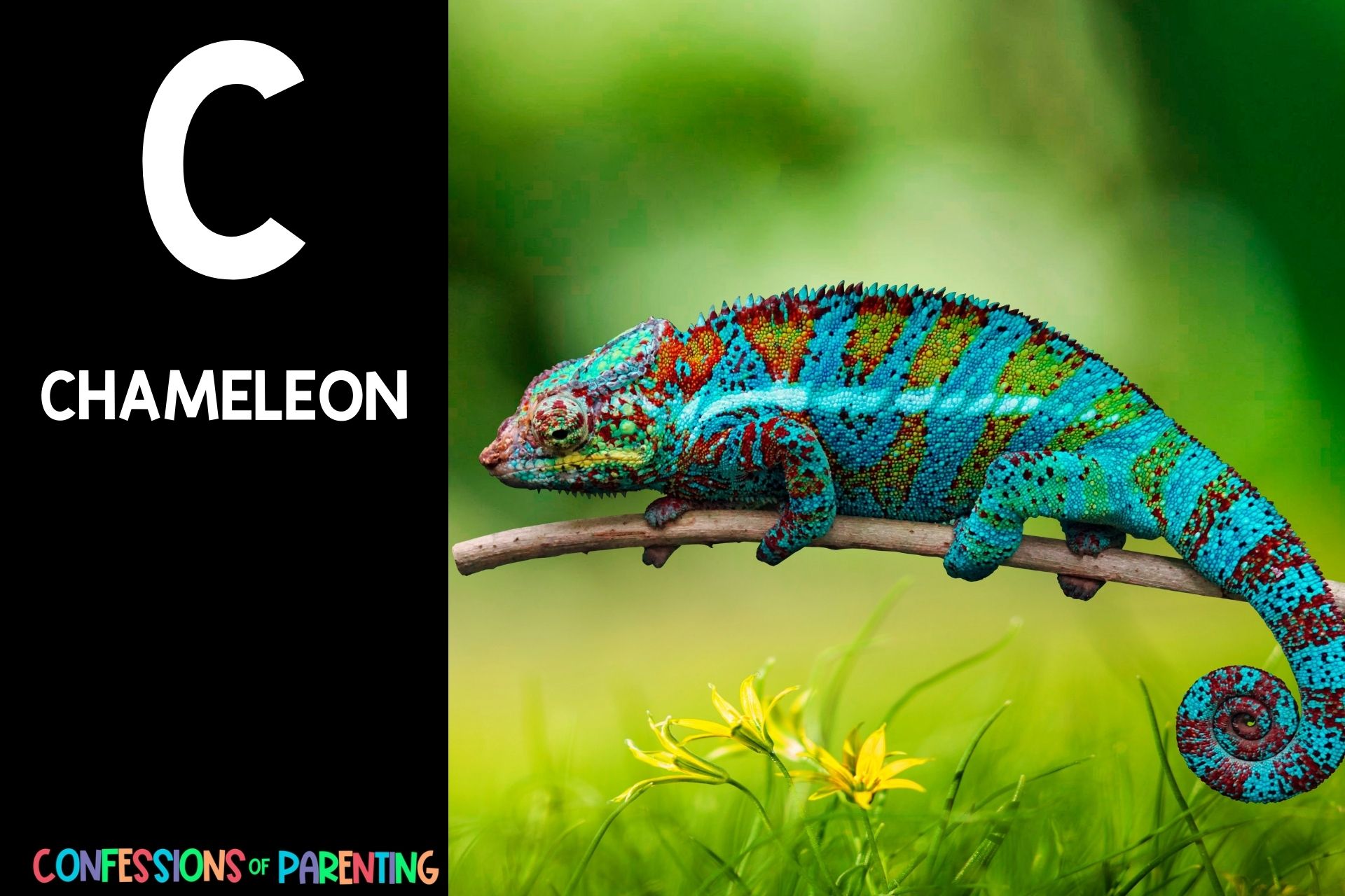 230 Curious Animals That Start With C