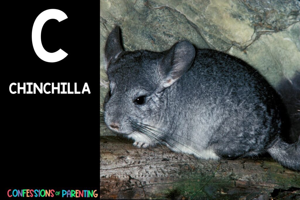 in post image with black background, bold letter C, name of an animal that starts with C and image of a chinchilla