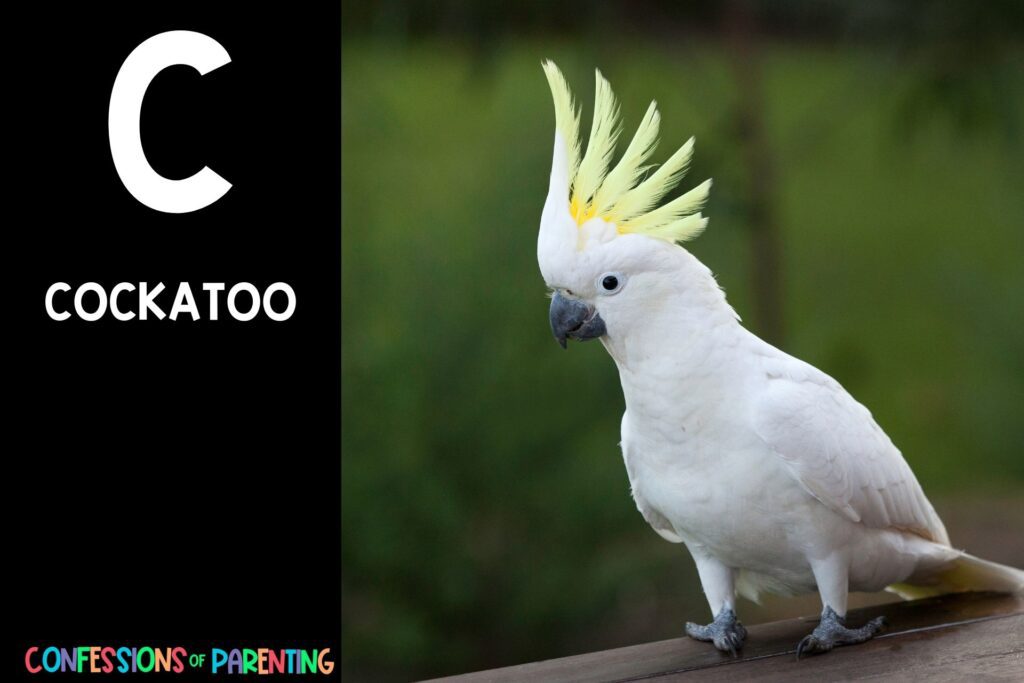 in post image with black background, bold letter C, name of an animal that starts with C and image of a cockatoo