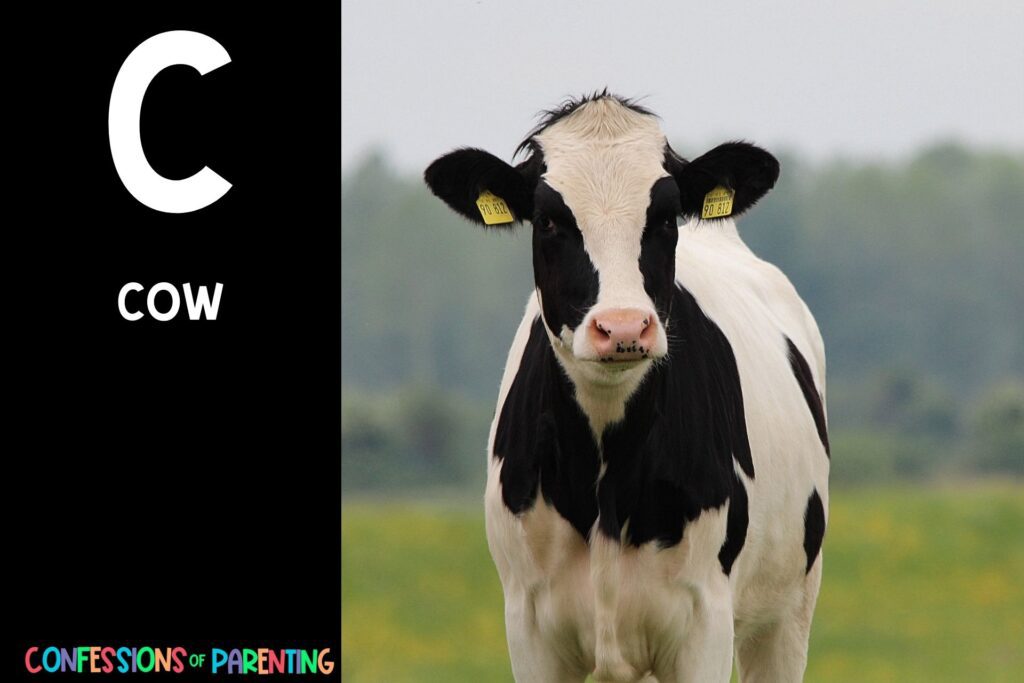 in post image with black background, bold letter C, name of an animal that starts with C and image of a cow