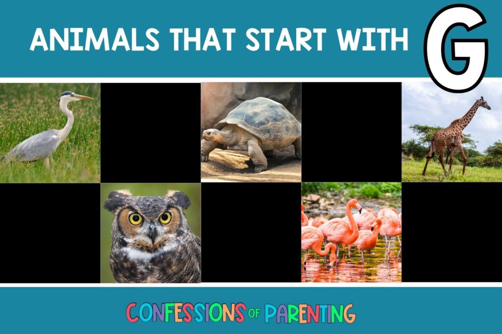 featured image with teal background, bold white title that says "Animals that Start with G" and images of animals that start with G