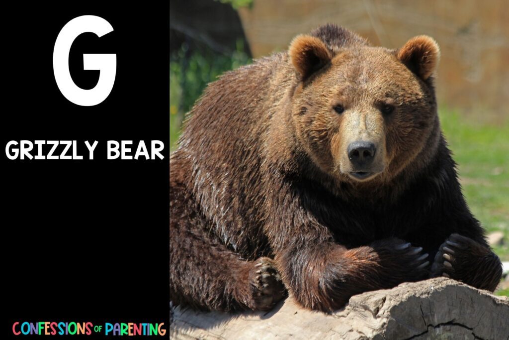 in post image with black background, bold letter "G", name of an animal that starts with G and an image of a grizzly bear