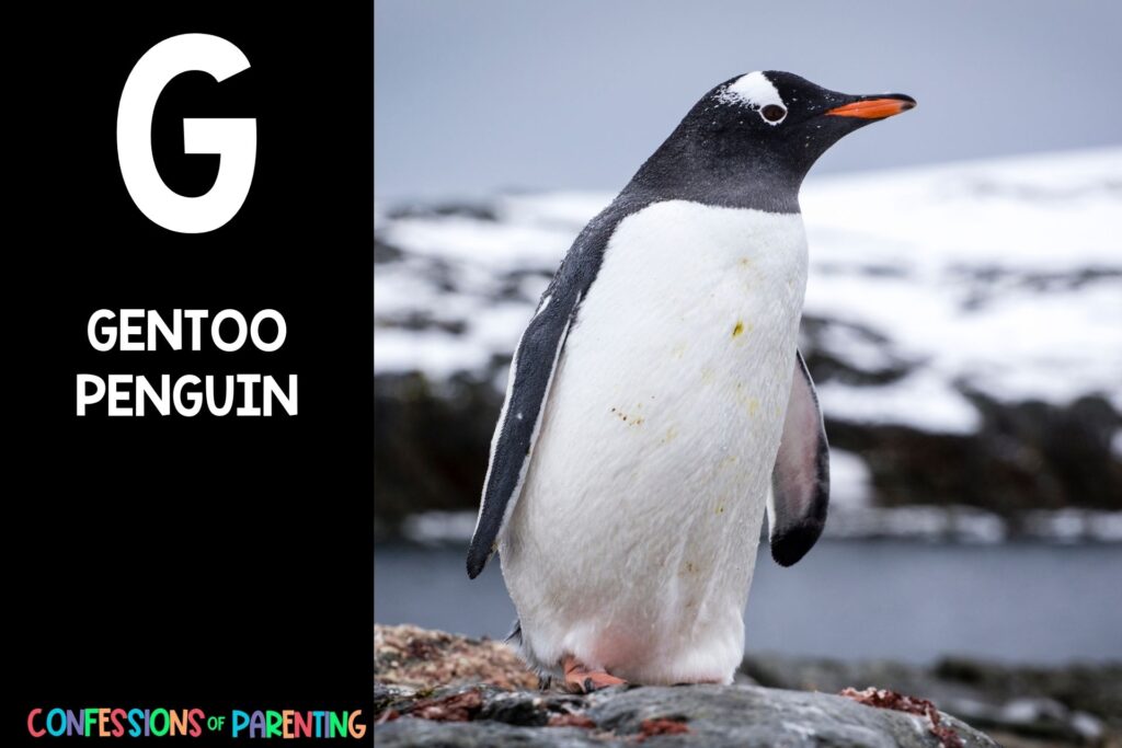 in post image with black background, bold letter "G", name of an animal that starts with G and an image of a gentoo penguin