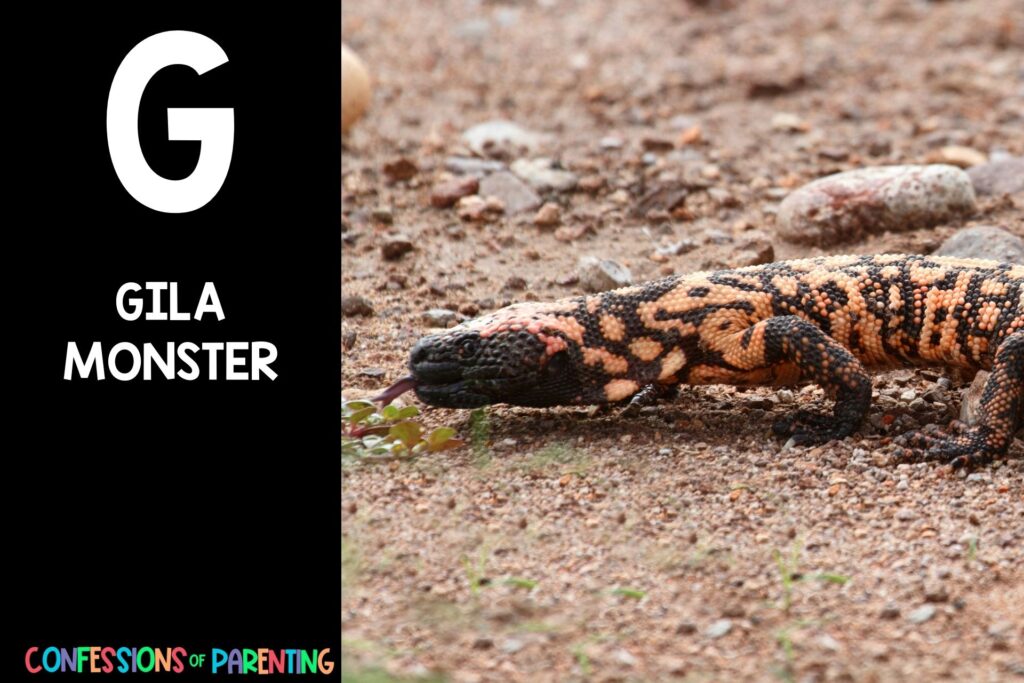 in post image with black background, bold letter "G", name of an animal that starts with G and an image of a gila monster