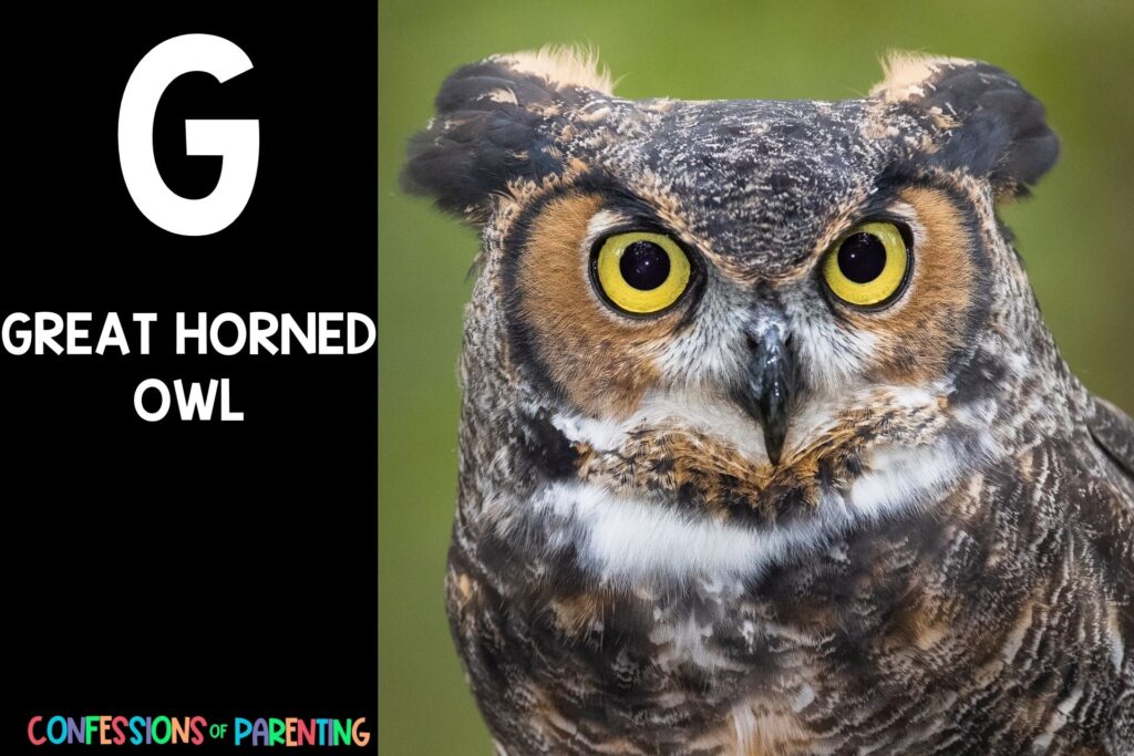 in post image with black background, bold letter "G", name of an animal that starts with G and an image of a great horned owl