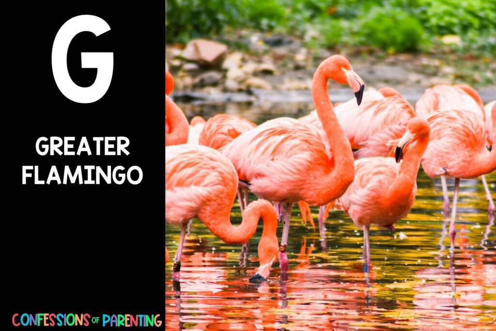 in post image with black background, bold letter "G", name of an animal that starts with G and an image of a greater flamingo