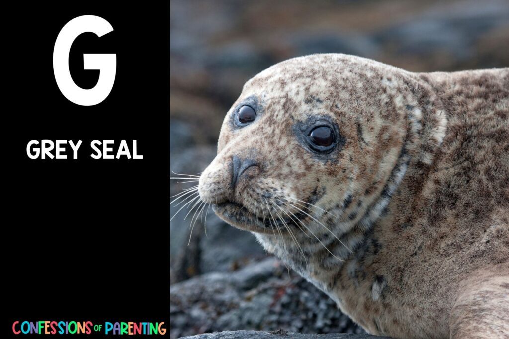 in post image with black background, bold letter "G", name of an animal that starts with G and an image of a grey seal