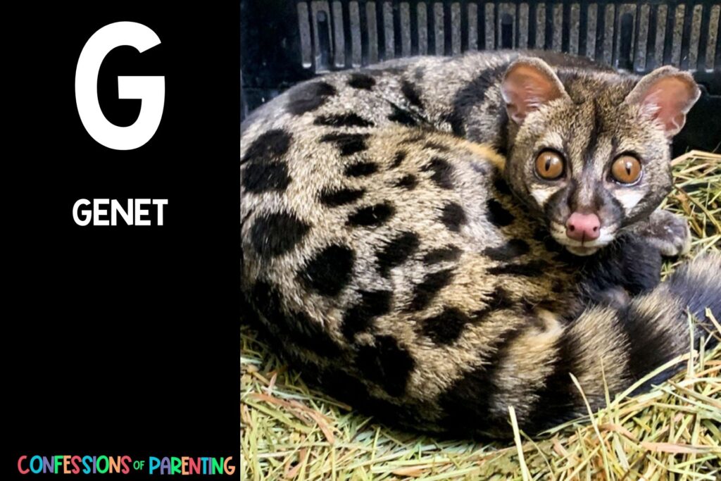 in post image with black background, bold letter "G", name of an animal that starts with G and an image of a genet