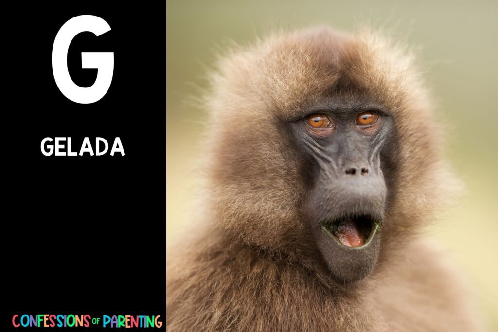 in post image with black background, bold letter "G", name of an animal that starts with G and an image of a gelada