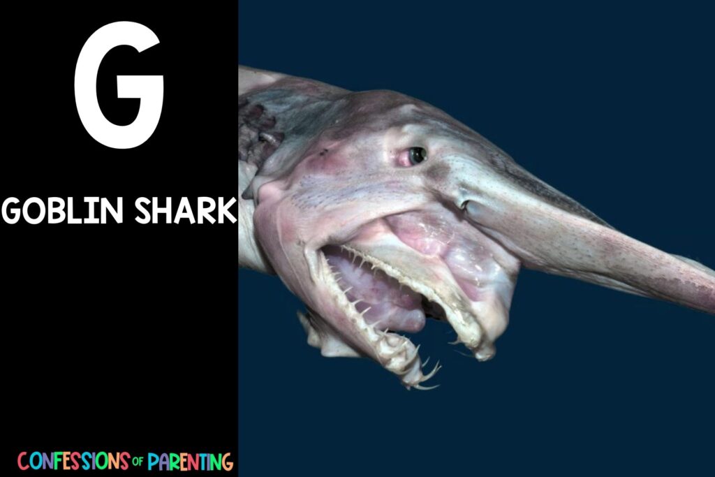 in post image with black background, bold letter "G", name of an animal that starts with G and an image of a goblin shark