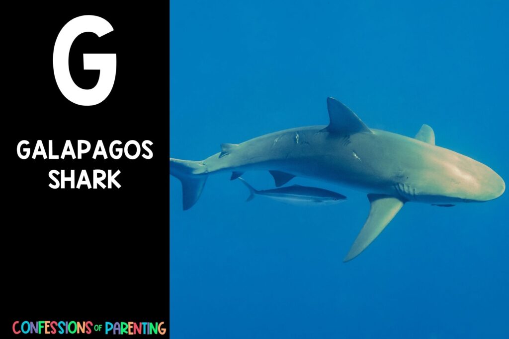 in post image with black background, bold letter "G", name of an animal that starts with G and an image of a galapagos shark