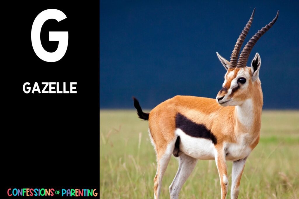 in post image with black background, bold letter "G", name of an animal that starts with G and an image of a gazelle