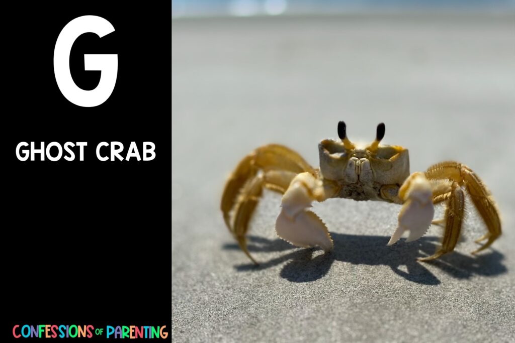 in post image with black background, bold letter "G", name of an animal that starts with G and an image of a ghost crab