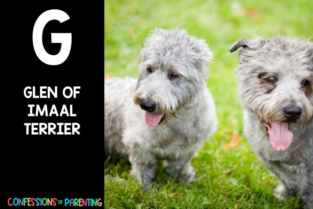 in post image with black background, bold letter "G", name of an animal that starts with G and an image of a glen of imaal terrier