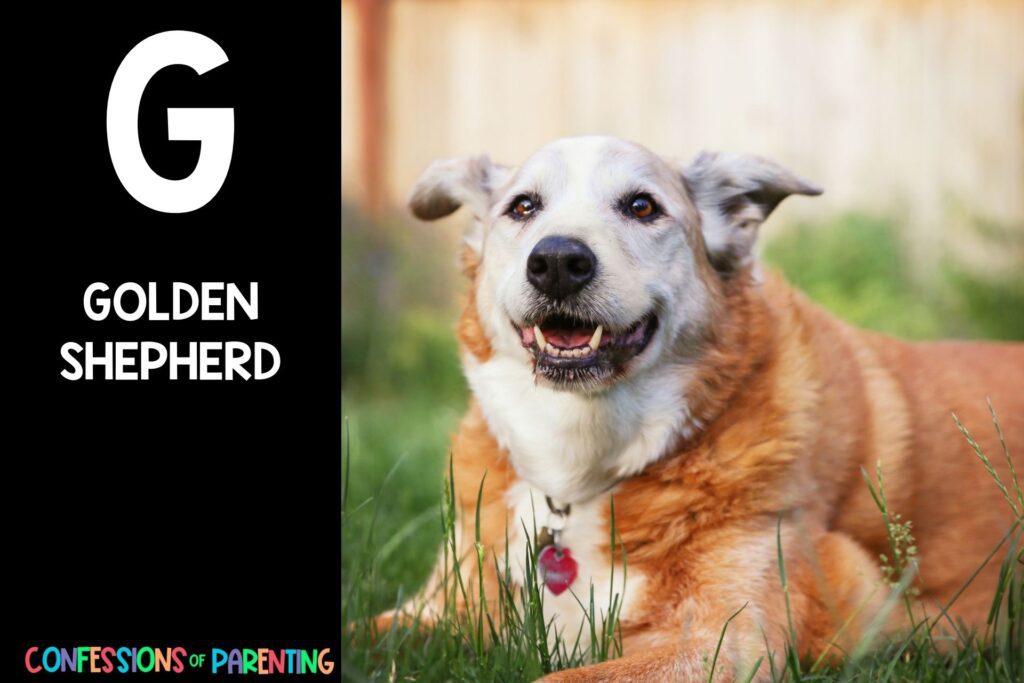 in post image with black background, bold letter "G", name of an animal that starts with G and an image of a golden shepherd