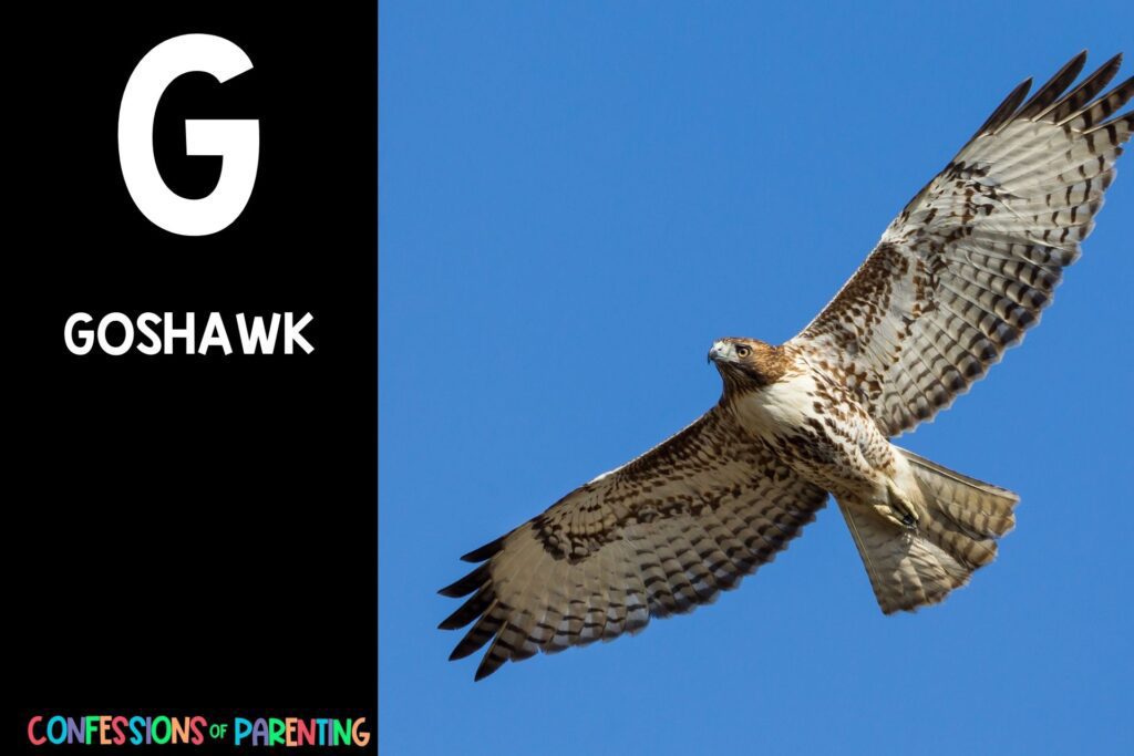 in post image with black background, bold letter "G", name of an animal that starts with G and an image of a goshawk