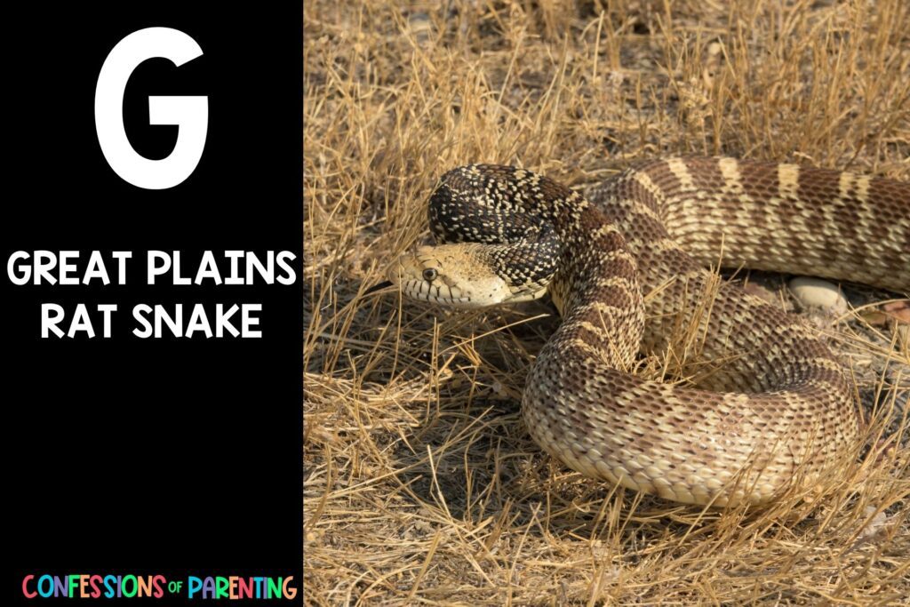 in post image with black background, bold letter "G", name of an animal that starts with G and an image of a great plains rat snake