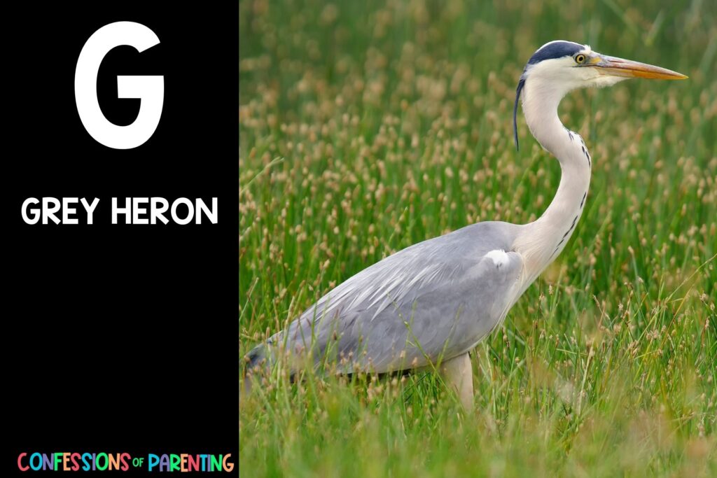 in post image with black background, bold letter "G", name of an animal that starts with G and an image of a grey heron