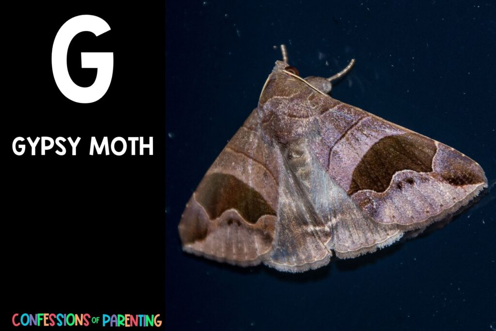 in post image with black background, bold letter "G", name of an animal that starts with G and an image of a gypsy moth