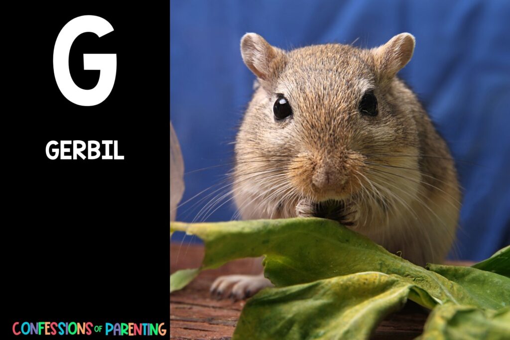in post image with black background, bold letter "G", name of an animal that starts with G and an image of a gerbil