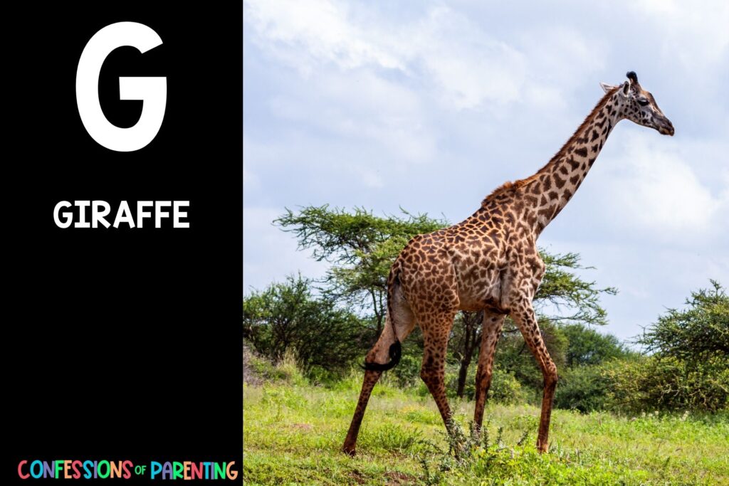 in post image with black background, bold letter "G", name of an animal that starts with G and an image of a giraffe