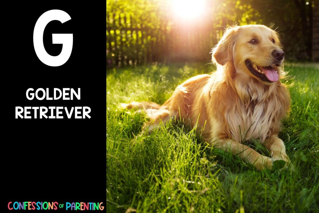 in post image with black background, bold letter "G", name of an animal that starts with G and an image of a golden retriever