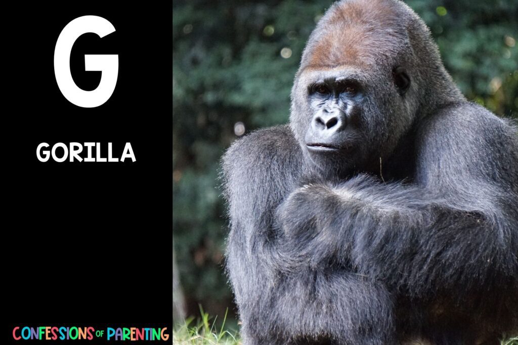 in post image with black background, bold letter "G", name of an animal that starts with G and an image of a gorilla