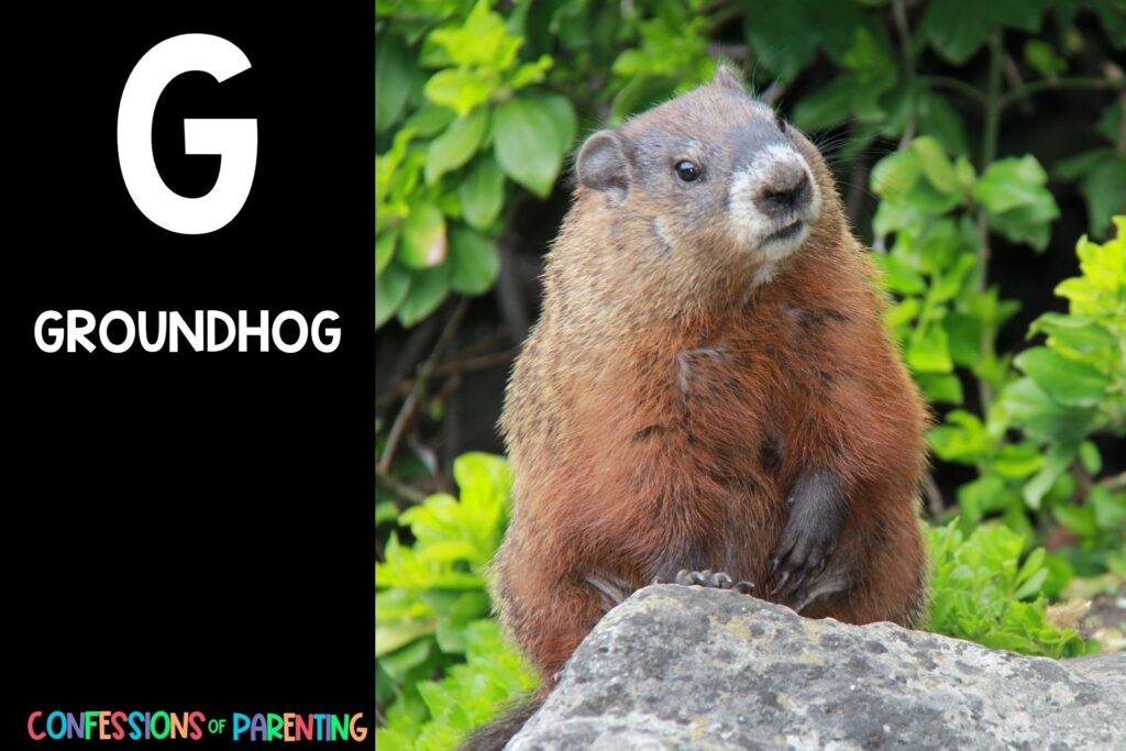 in post image with black background, bold letter "G", name of an animal that starts with G and an image of a groundhog