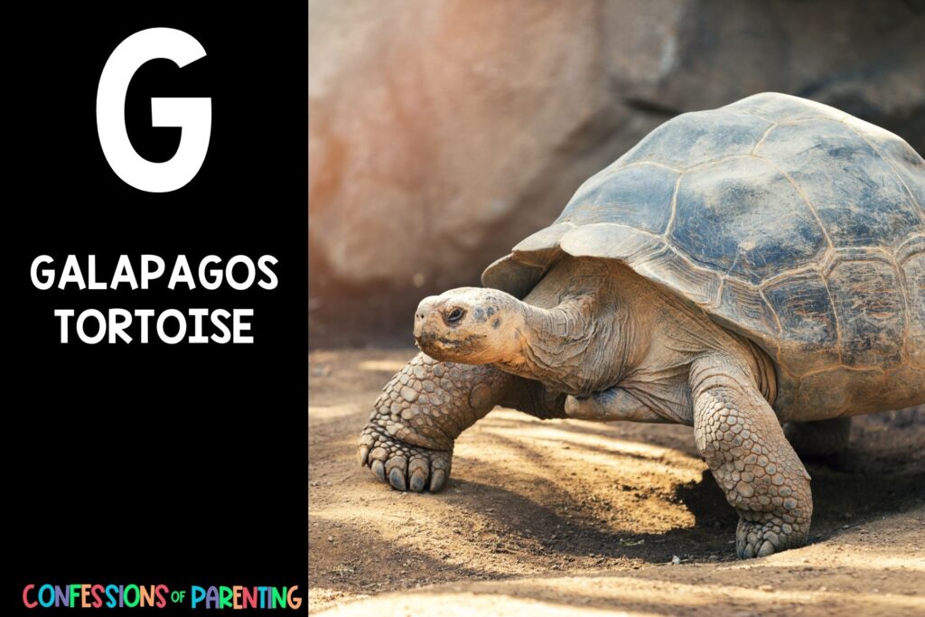 in post image with black background, bold letter "G", name of an animal that starts with G and an image of a galapagos tortoise