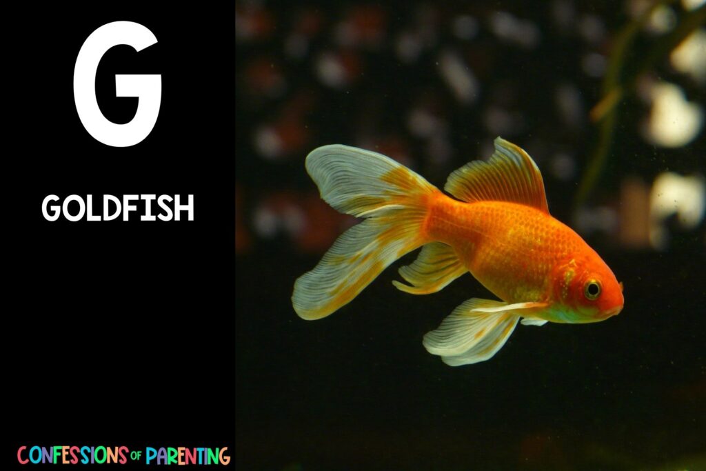 in post image with black background, bold letter "G", name of an animal that starts with G and an image of a goldfish
