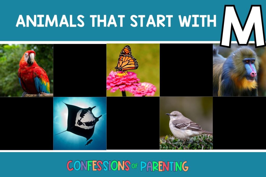 featured image with teal background, bold white title that says "Animals that start with M" and images of animals that start with M