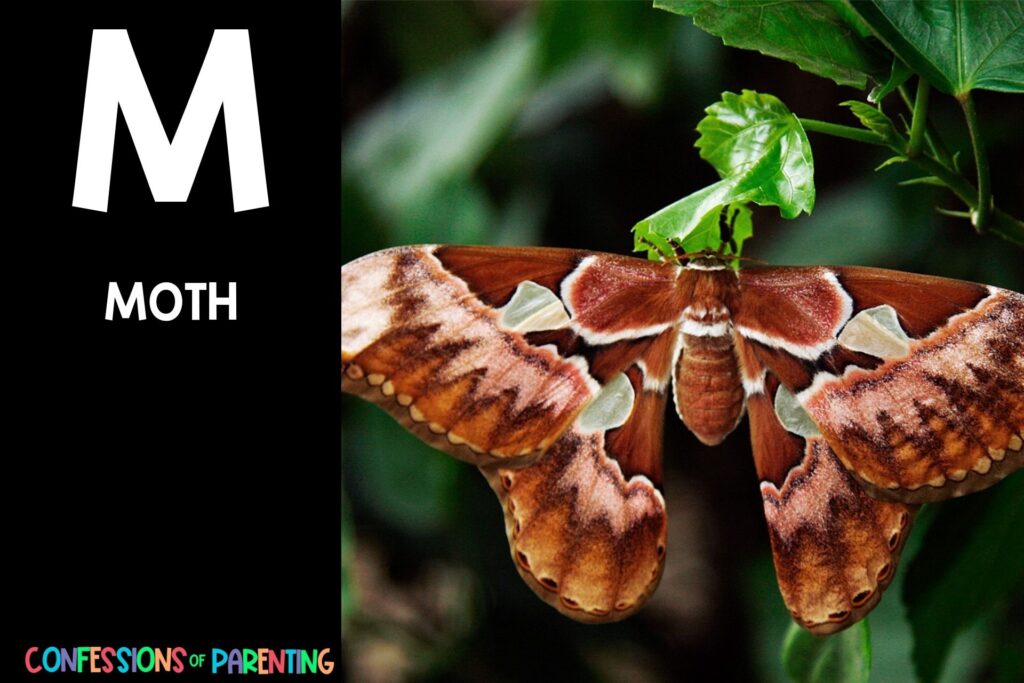 in post image with black background, bold white letter "M", name of an animal that start with M and an image of a moth