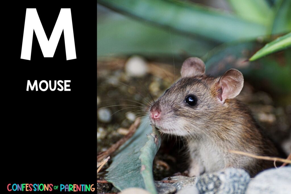 in post image with black background, bold white letter "M", name of an animal that start with M and an image of a mouse