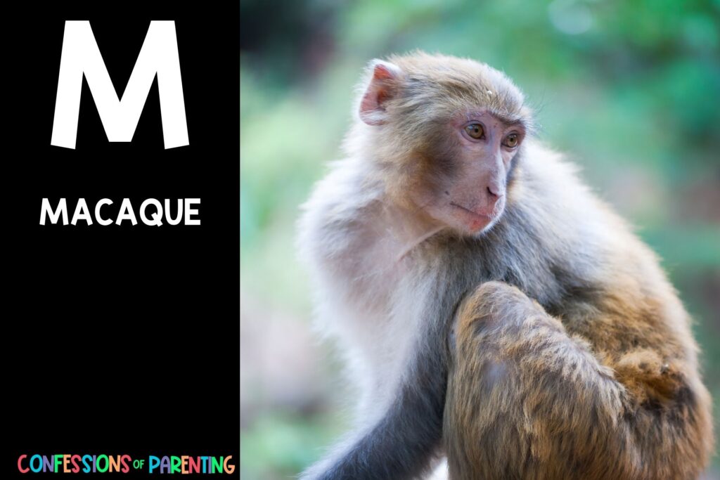 in post image with black background, bold white letter "M", name of an animal that start with M and an image of a macaque