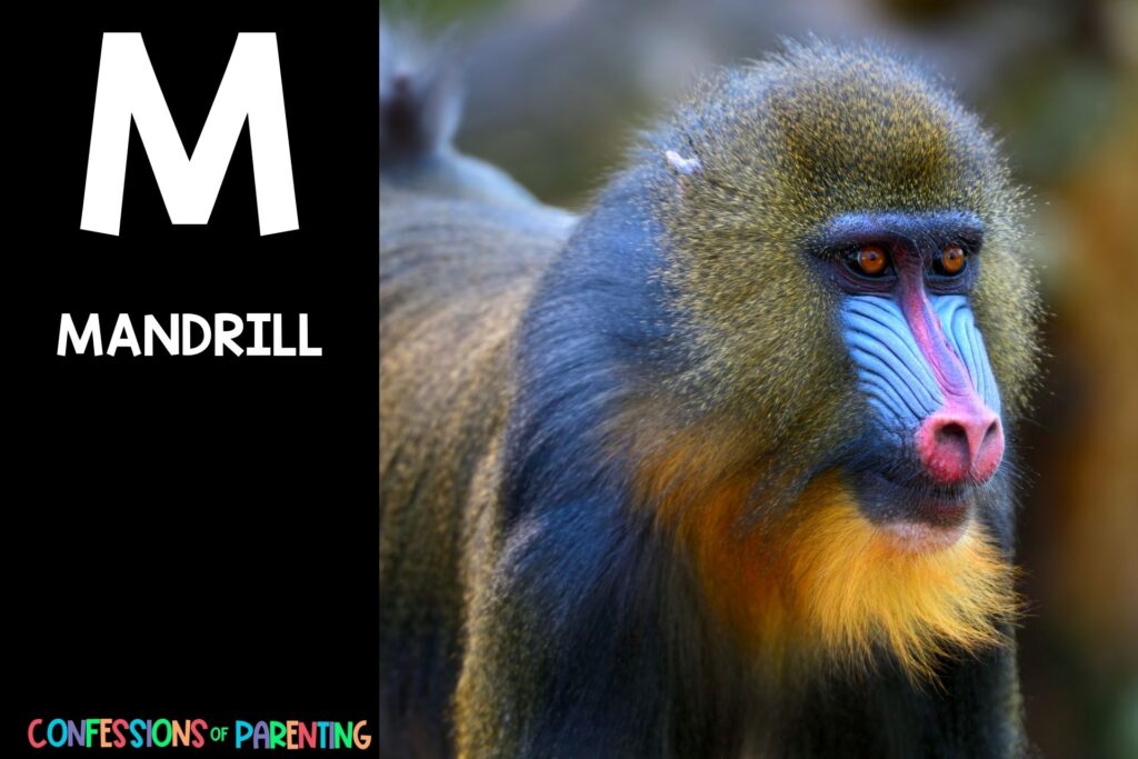 in post image with black background, bold white letter "M", name of an animal that start with M and an image of a mandrill