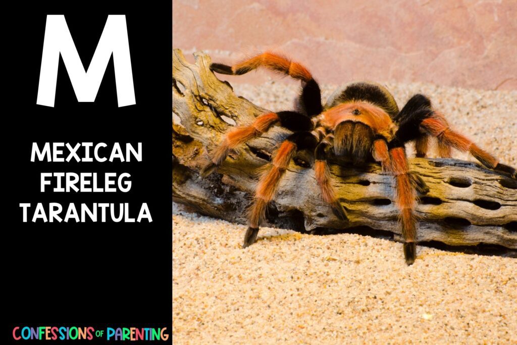 in post image with black background, bold white letter "M", name of an animal that start with M and an image of a mexican fireleg tarantula