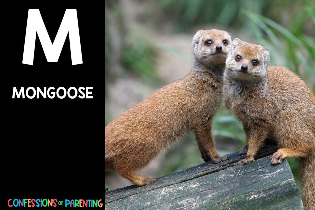 in post image with black background, bold white letter "M", name of an animal that start with M and an image of a mongoose