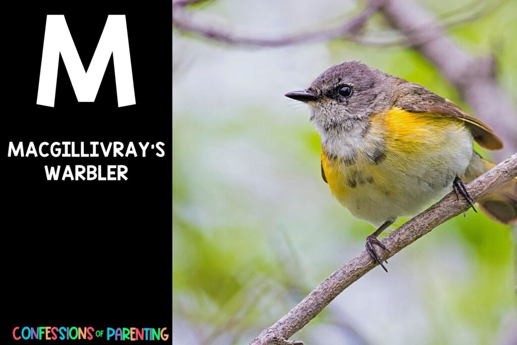 in post image with black background, bold white letter "M", name of an animal that start with M and an image of a macgillivray's warbler