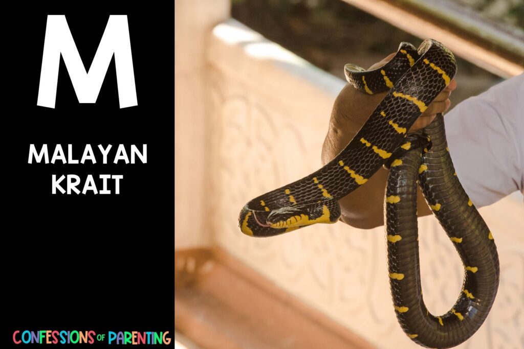 in post image with black background, bold white letter "M", name of an animal that start with M and an image of a malayan krait