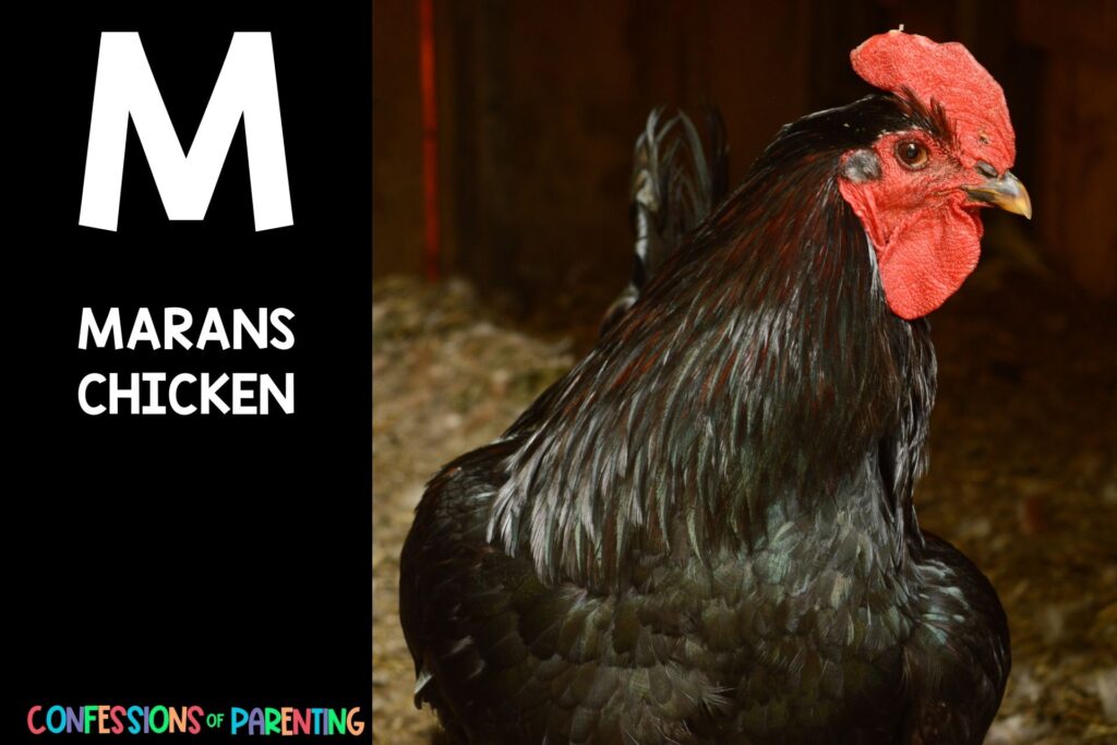 in post image with black background, bold white letter "M", name of an animal that start with M and an image of a marans chicken