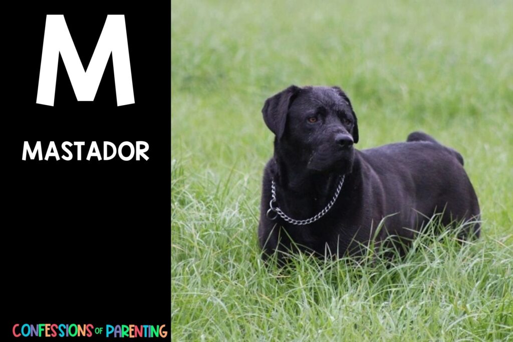 in post image with black background, bold white letter "M", name of an animal that start with M and an image of a mastador