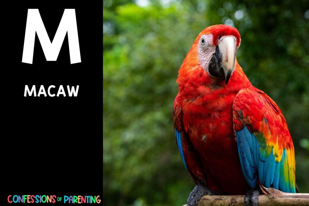in post image with black background, bold white letter "M", name of an animal that start with M and an image of a macaw