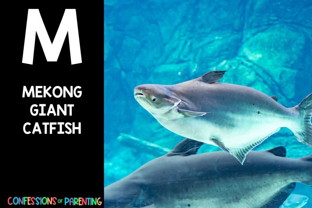 in post image with black background, bold white letter "M", name of an animal that start with M and an image of a mekong giant catfish