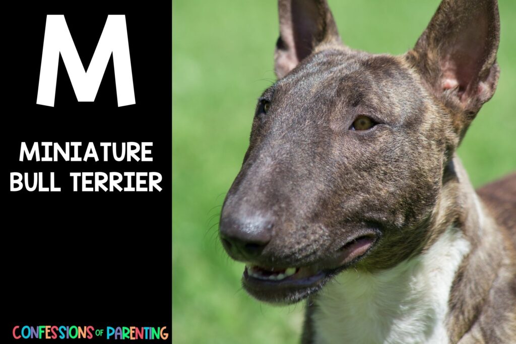 in post image with black background, bold white letter "M", name of an animal that start with M and an image of a miniature bull terrier