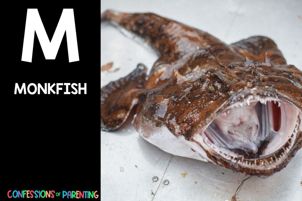 in post image with black background, bold white letter "M", name of an animal that start with M and an image of a monkfish