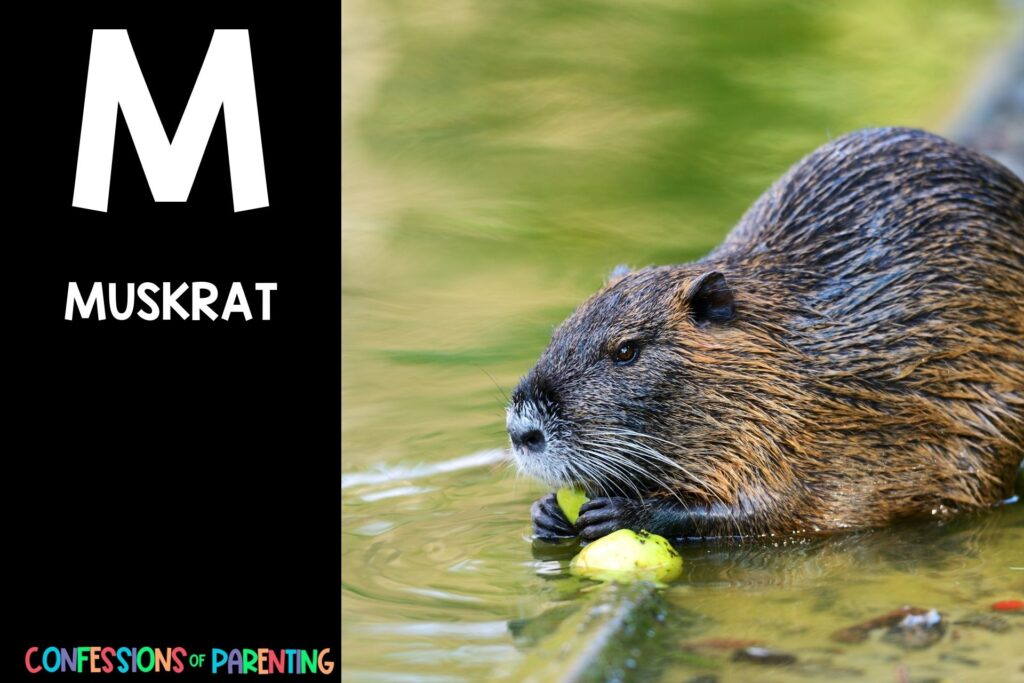 in post image with black background, bold white letter "M", name of an animal that start with M and an image of a muskrat